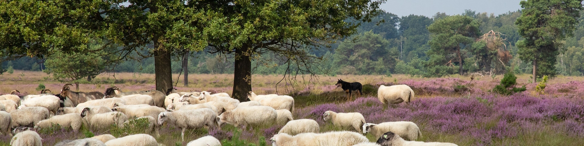 The sheepdog keeps a close eye on the flock of sheep on the blooming heather landscape.
