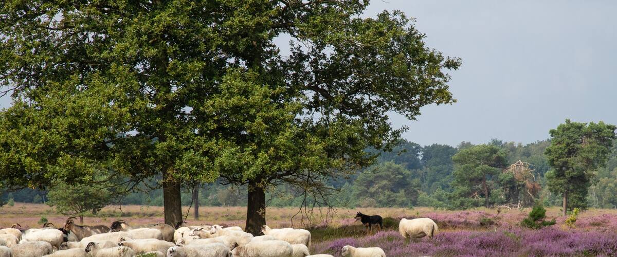 A herd of sheep grazing in a field with purple heather under a large tree.