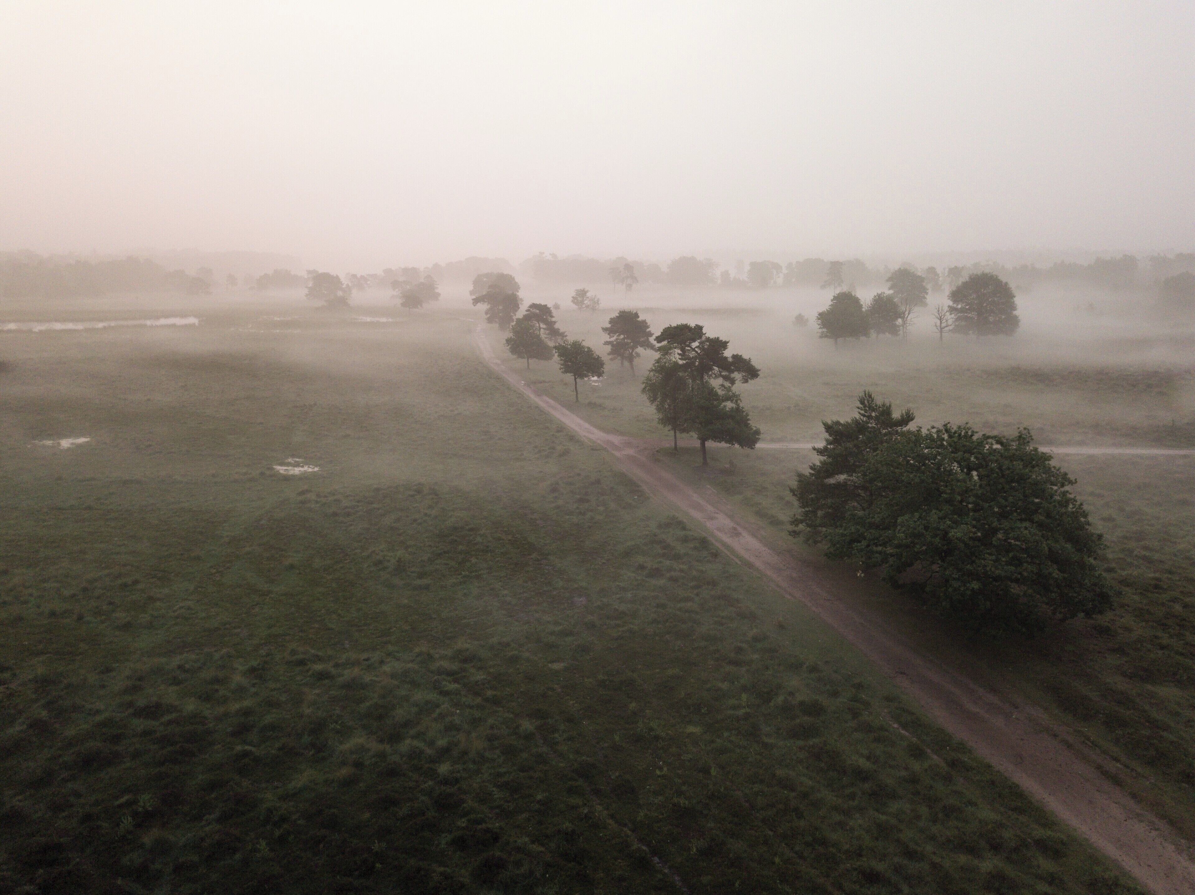 A foggy landscape with a dirt road and scattered trees.