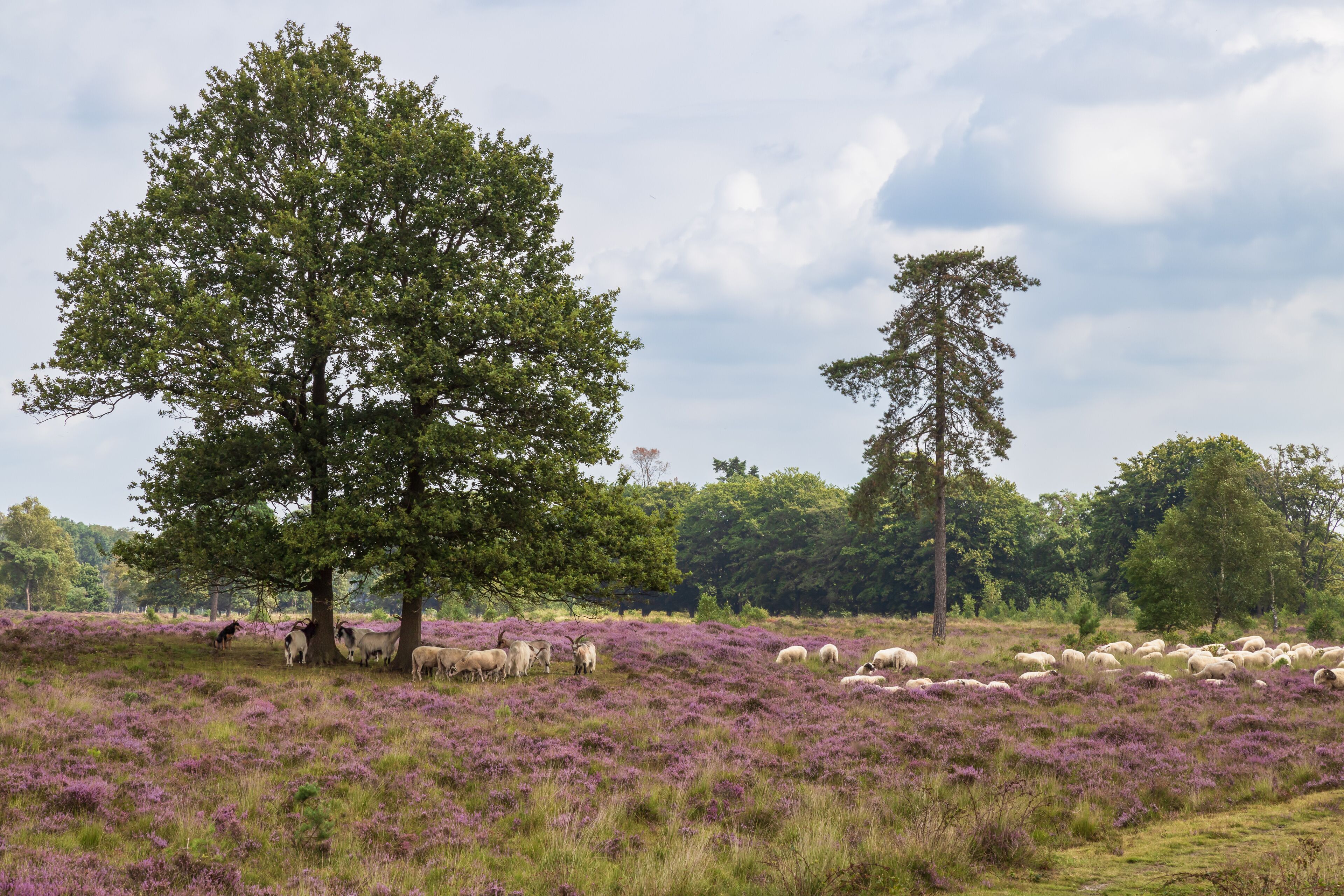 Sheep and goats guarded by a sheepdog on blooming heathland.