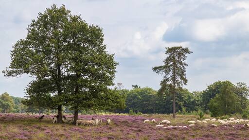 Sheep and goats guarded by a sheepdog on blooming heathland.