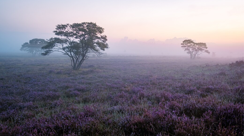 Zuiderheide National park Veluwe, purple pink heather in bloom, blooming heater on the Veluwe by Laren Hilversum Netherlands, blooming heather fields