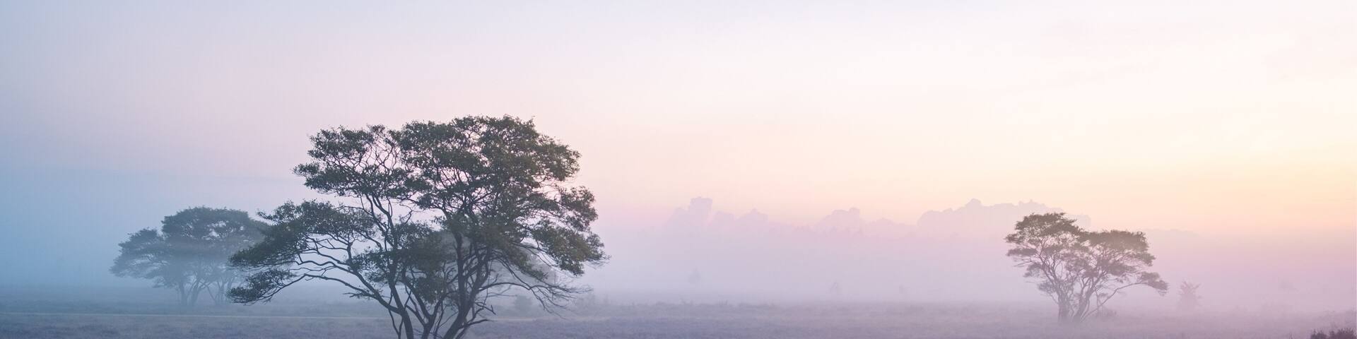 Zuiderheide National park Veluwe, purple pink heather in bloom, blooming heater on the Veluwe by Laren Hilversum Netherlands, blooming heather fields