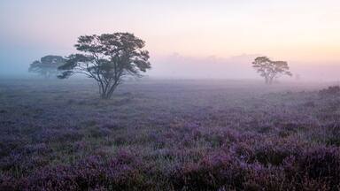 Zuiderheide National park Veluwe, purple pink heather in bloom, blooming heater on the Veluwe by Laren Hilversum Netherlands, blooming heather fields