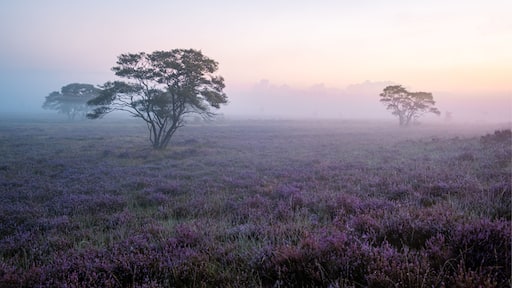 Zuiderheide National park Veluwe, purple pink heather in bloom, blooming heater on the Veluwe by Laren Hilversum Netherlands, blooming heather fields