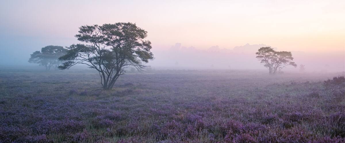 A foggy landscape with purple heather and trees.