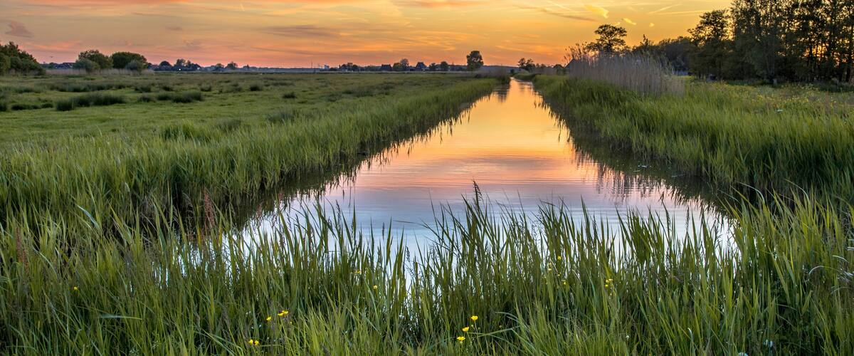 A calm river with tall grass and trees on either side.