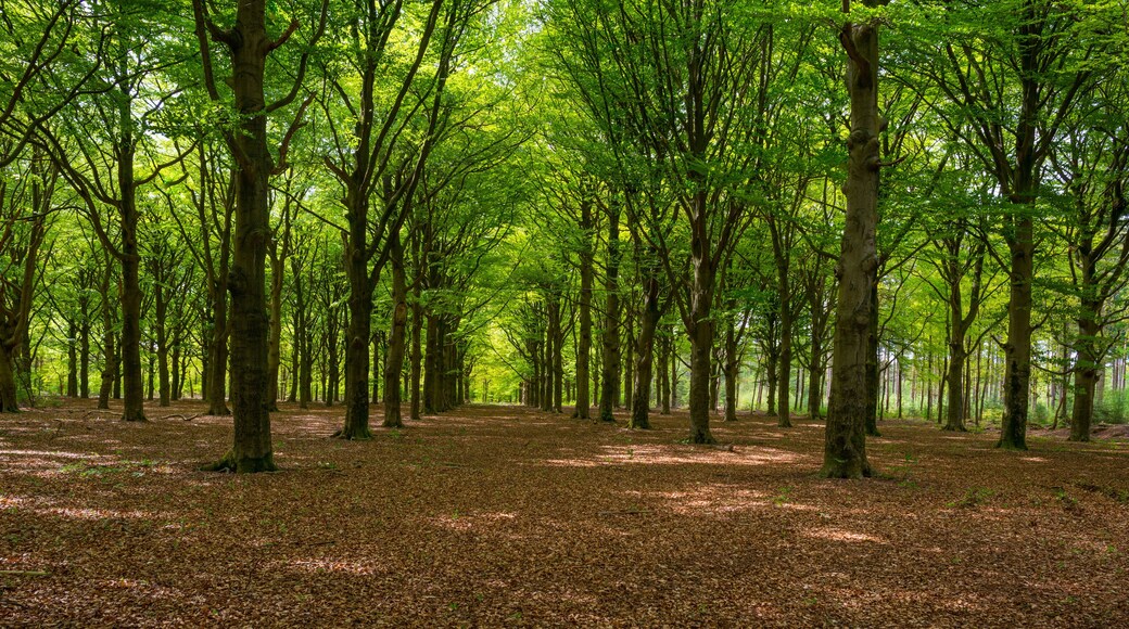 Foliage of a beech forest in sunlight in spring