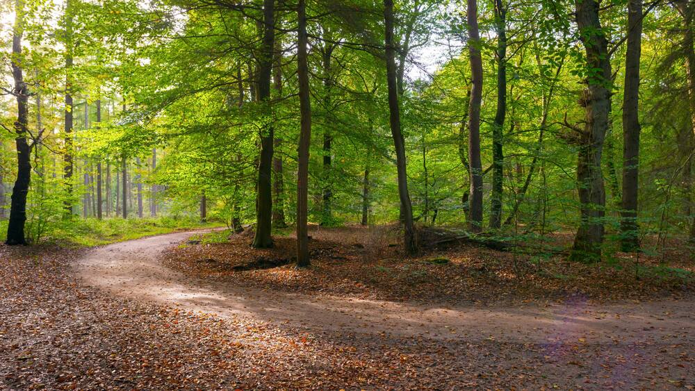 Beech forest in sunlight at fall