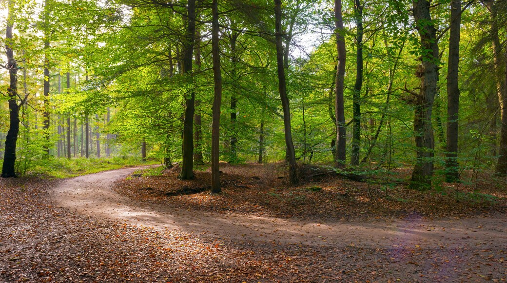 Beech forest in sunlight at fall