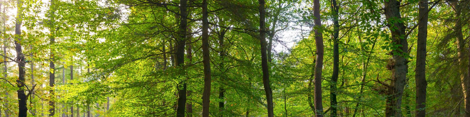 Beech forest in sunlight at fall