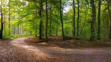 A forested dirt path surrounded by tall trees with green foliage.