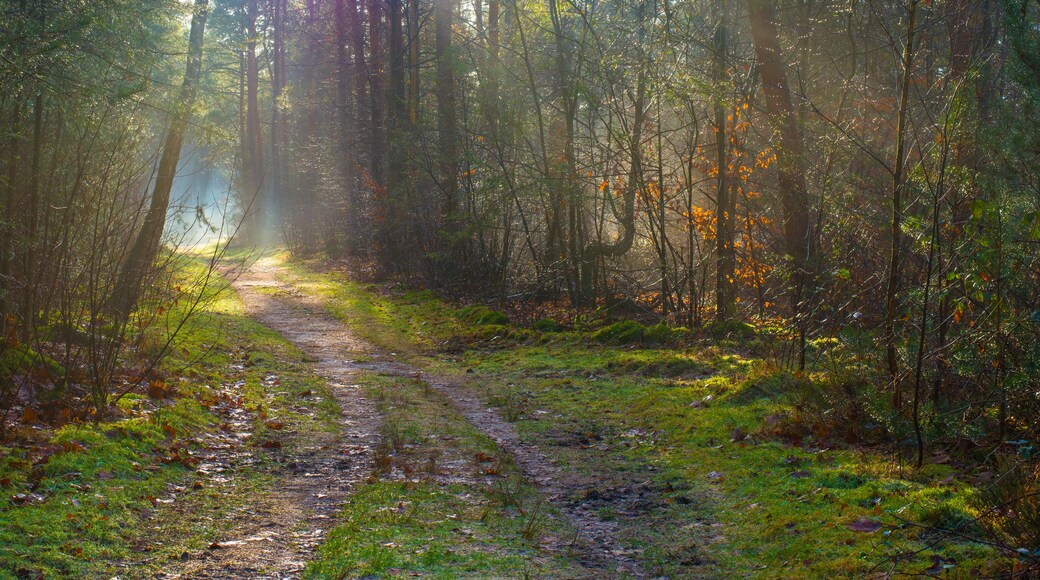 Forest in mist, fog, haze and sunbeams in winter, Lage Vuursche, Utrecht, Netherlands, January 11, 2025