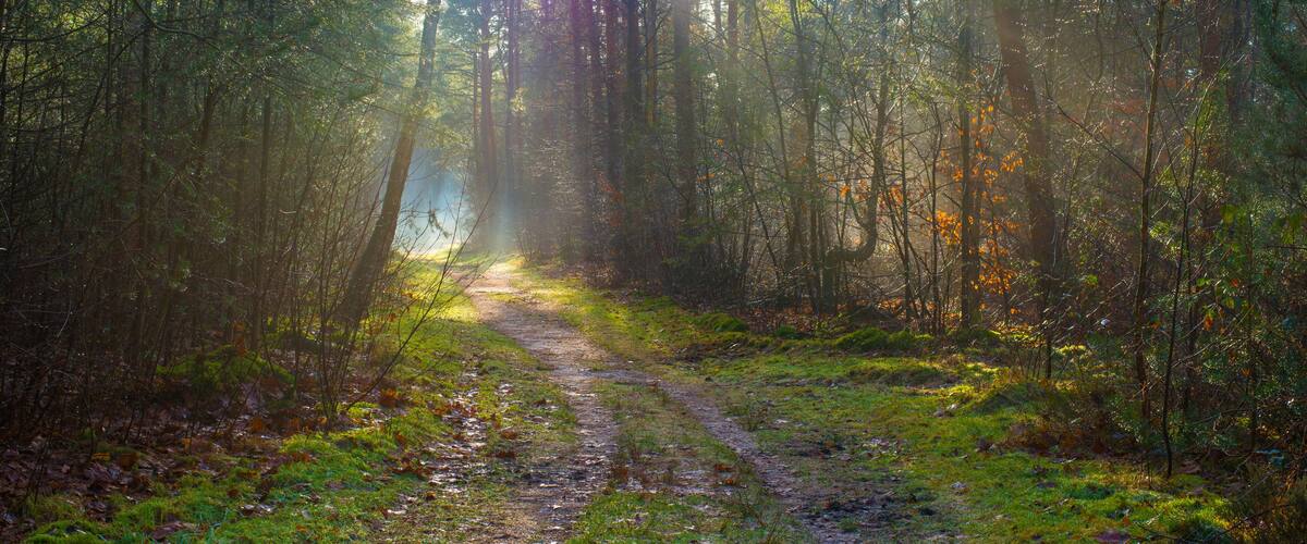 A forest path with sunlight filtering through the trees.