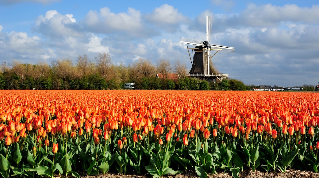 Dutch orange tulip field scene in Julianadorp, The Netherlands