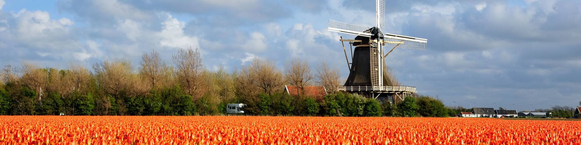 Dutch orange tulip field scene in Julianadorp, The Netherlands