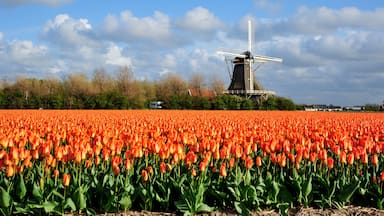 Un molino de viento, un campo de tulipanes y un cielo nublado.