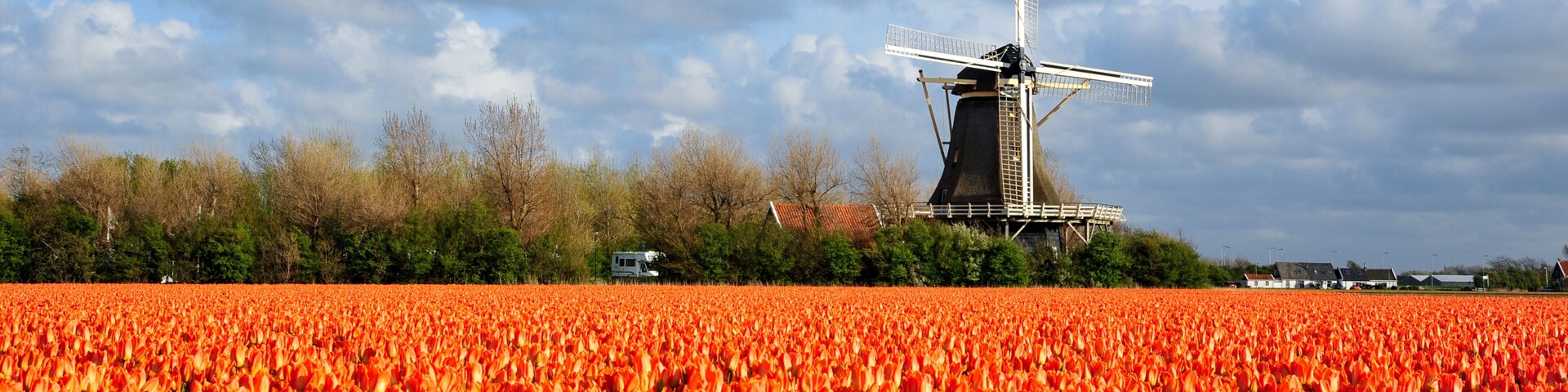 Dutch orange tulip field scene in Julianadorp, The Netherlands