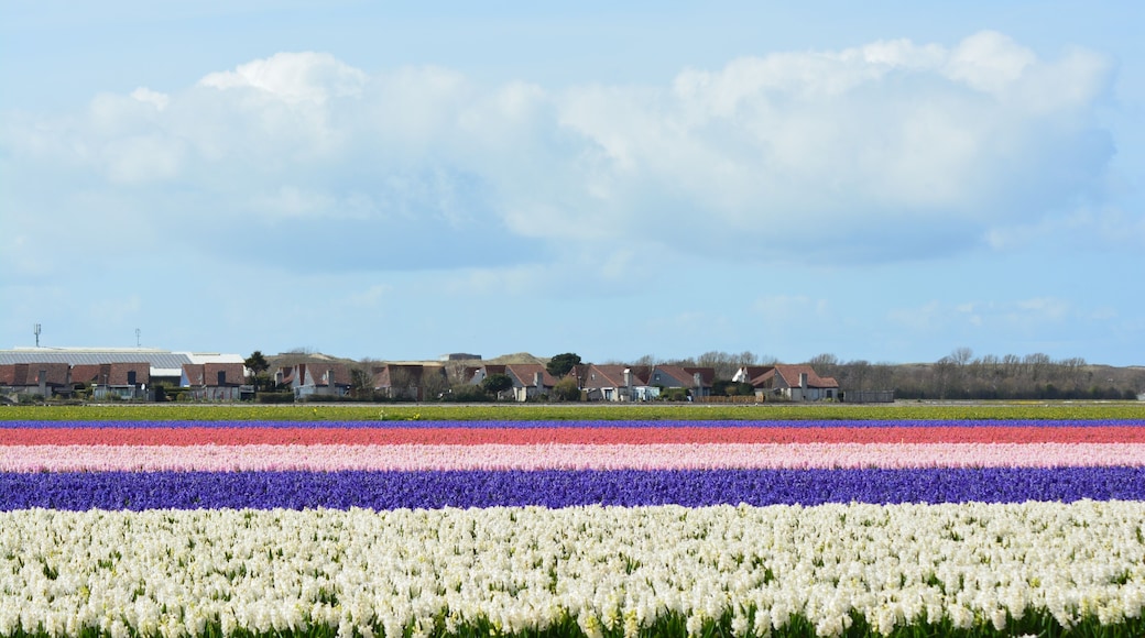 Flowery landscape in the Netherlands.