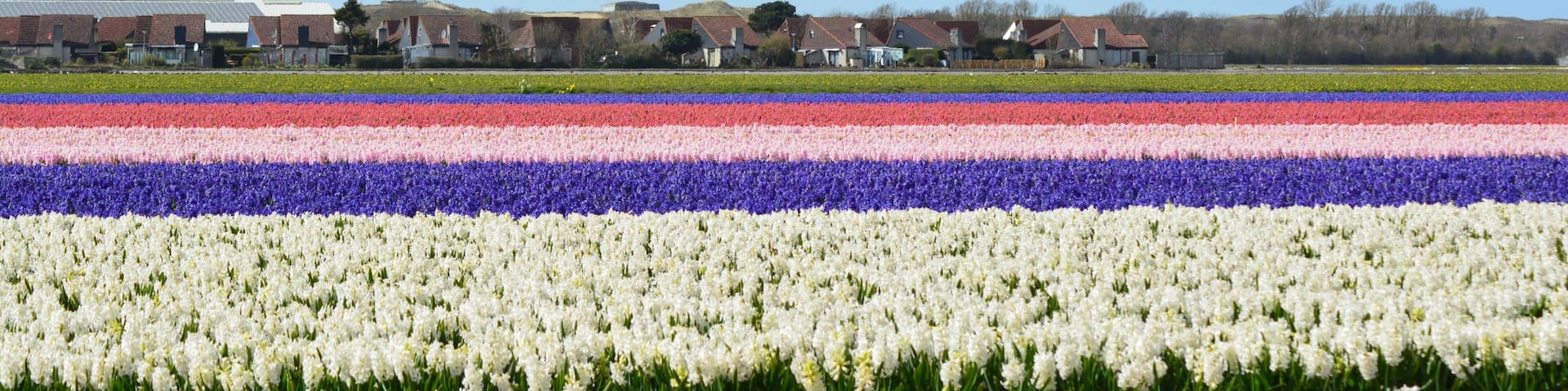 Flowery landscape in the Netherlands.