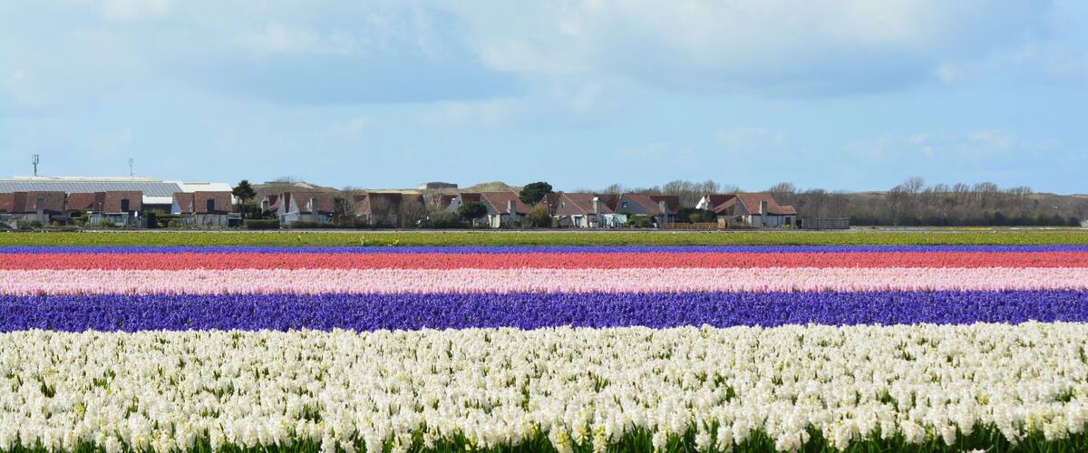 A tulip field with rows of white, pink, purple, and red flowers. In the background, there are houses and a building.