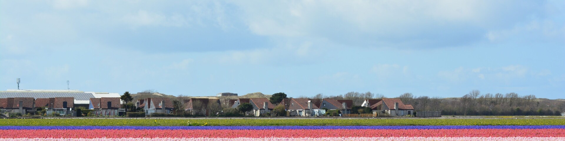 A tulip field with rows of white, pink, purple, and red flowers. In the background, there are houses and a building.