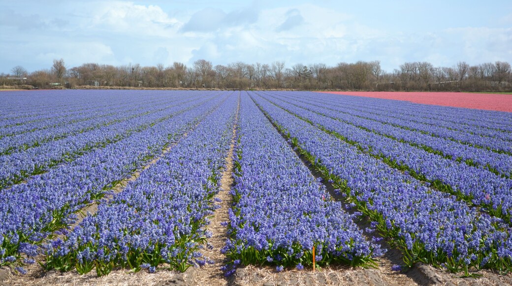 Hyacinth flower field in Julianadorp, the Netherlands.