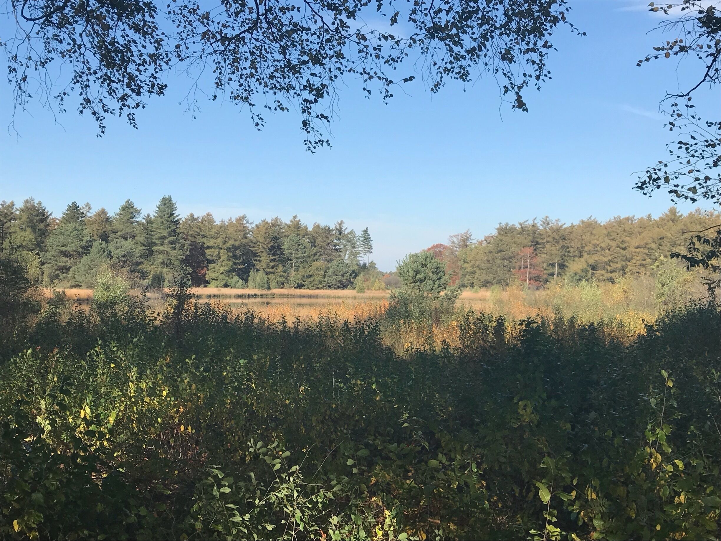 A forested hillside with a clear sky.