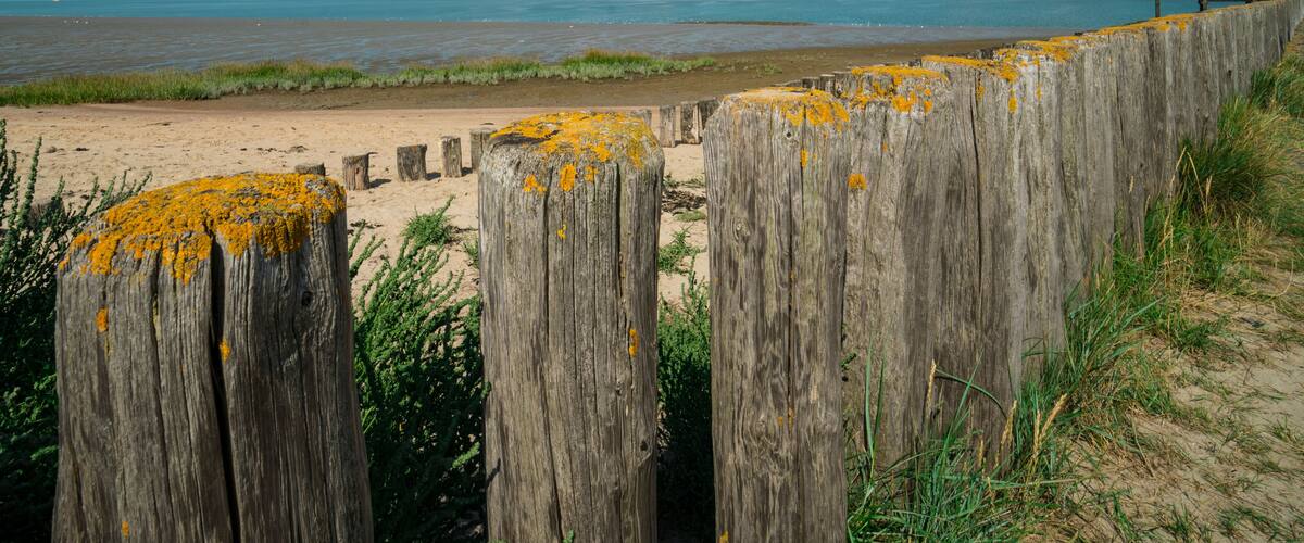 A wooden fence with yellow lichen, a sandy beach, and a calm sea.