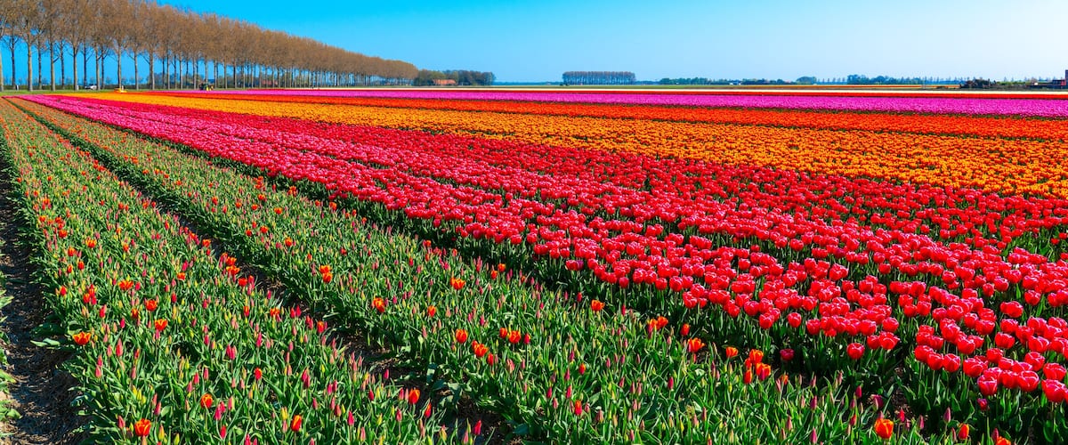 Tulpenblüte Holland
