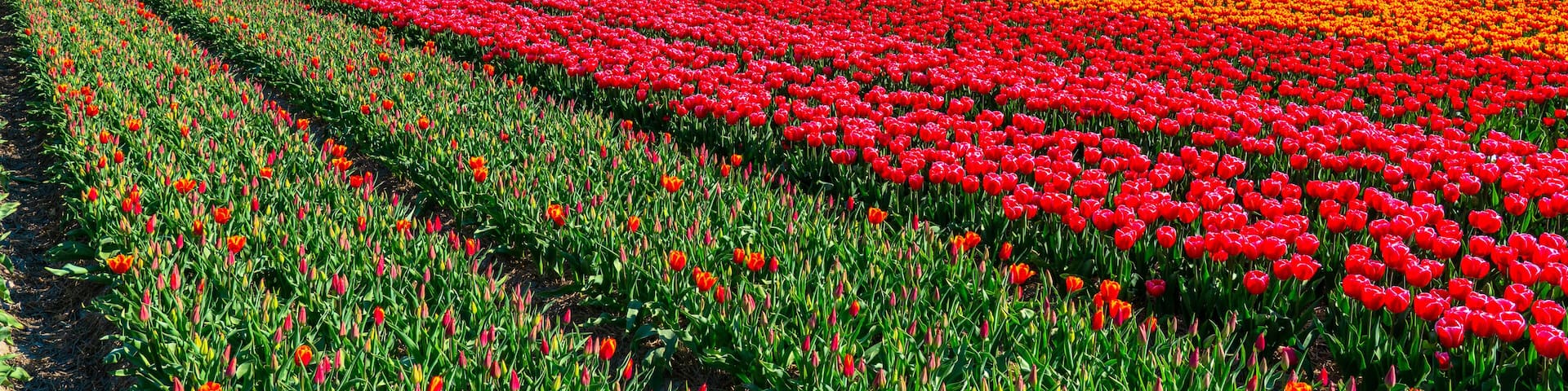 Tulpenblüte Holland