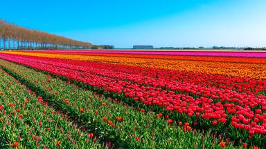 A tulip field with rows of red, orange, and pink flowers under a clear blue sky.