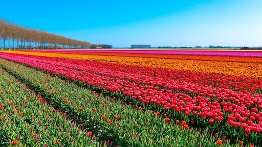 Tulpenblüte Holland
