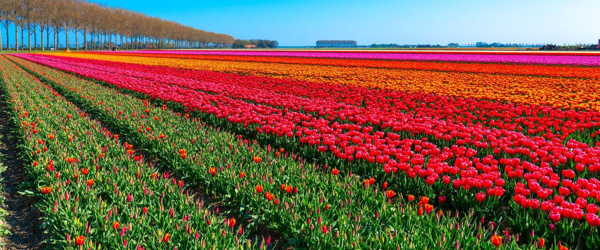 A tulip field with rows of red, orange, and pink flowers under a clear blue sky.