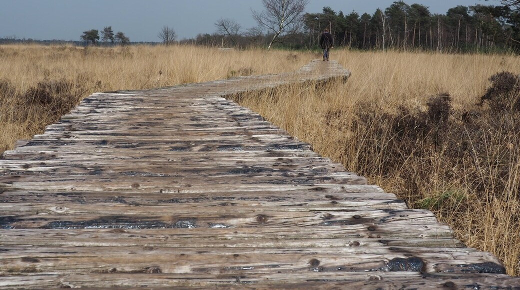 An early spring day is perfect for a walk through nature.