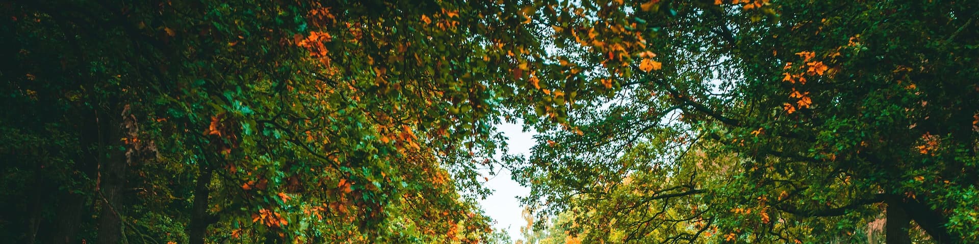 Bridge to the castle
#mybackyard