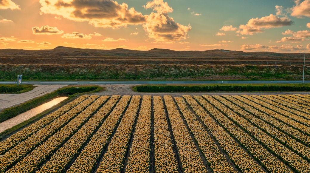 Sunset over the dunes near Groote Keeten, Holland. Tulip fields in the front. It's springtime.