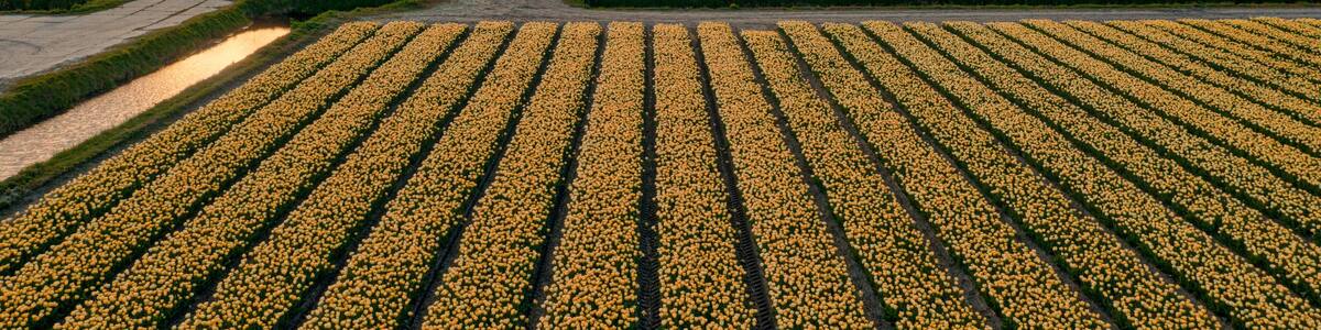 Sunset over the dunes near Groote Keeten, Holland. Tulip fields in the front. It's springtime.