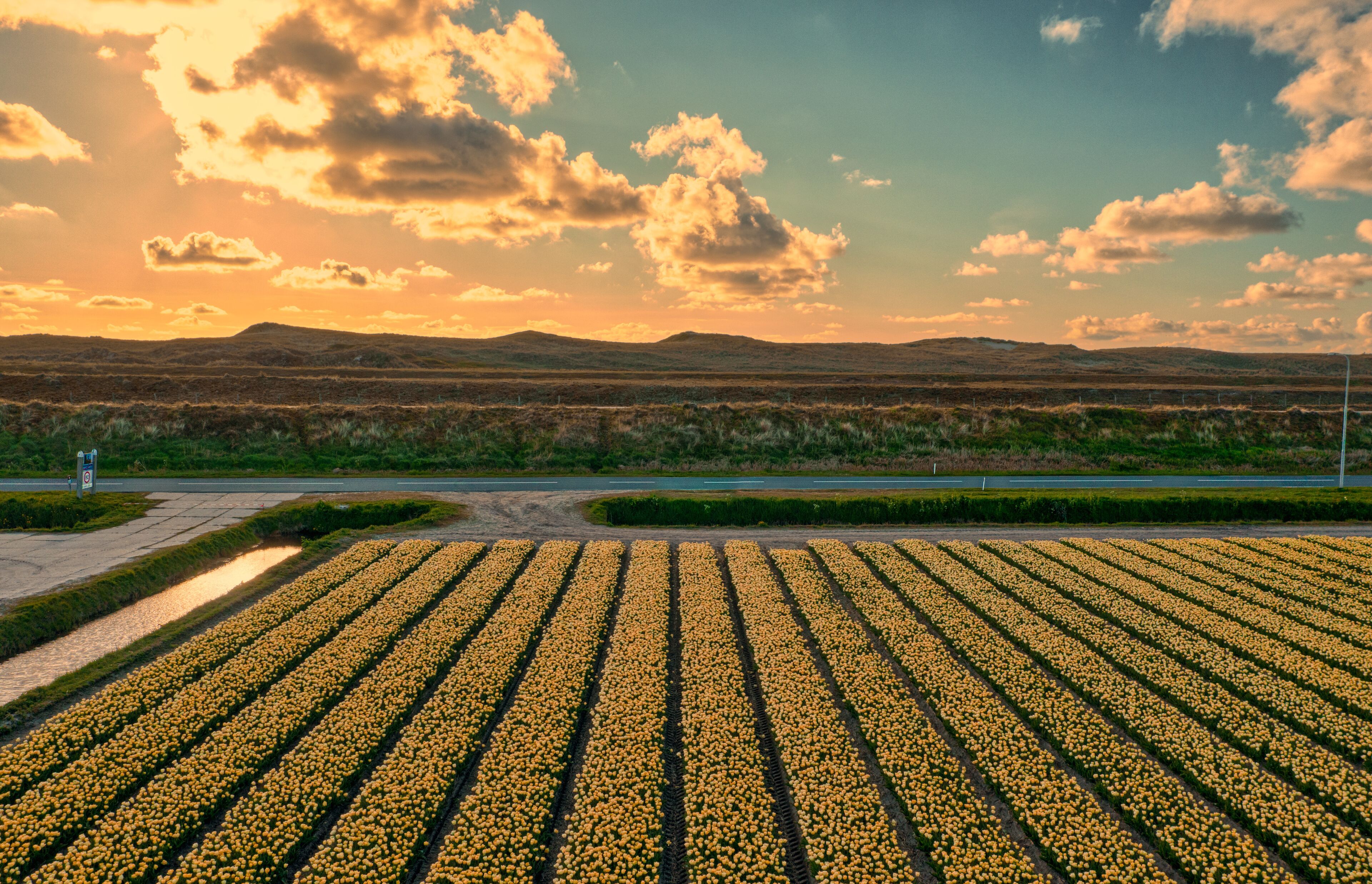 A vast field of yellow flowers with a road and distant hills under a partly cloudy sky.