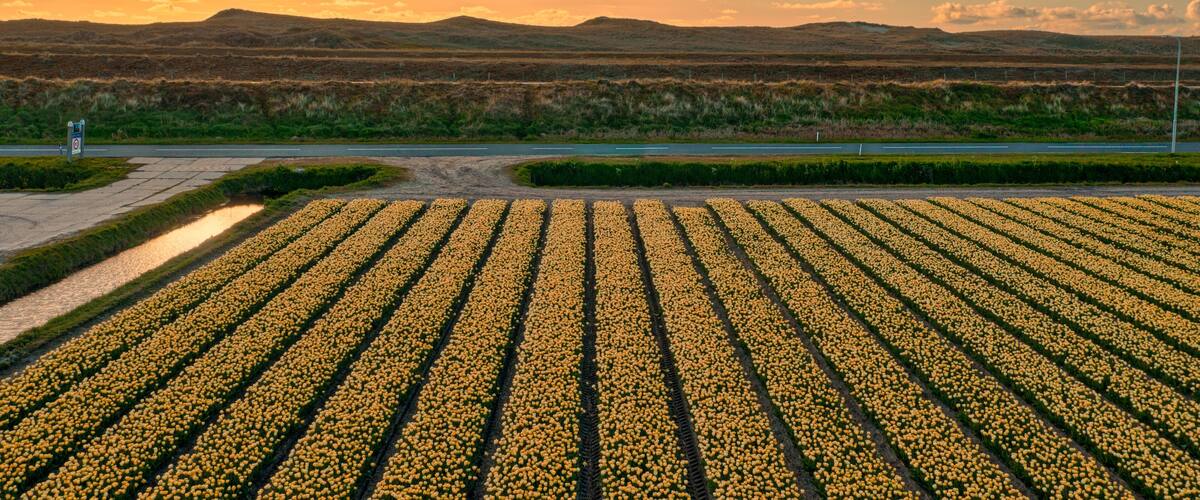 A vast field of yellow flowers with a road and distant hills under a partly cloudy sky.