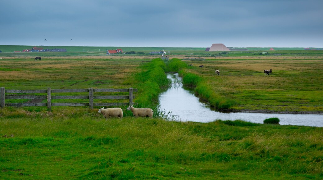 Landschaft bei Camperduin in Nordholland
