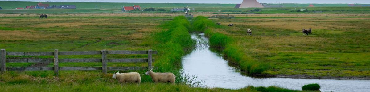 Landschaft bei Camperduin in Nordholland