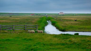 Landschaft bei Camperduin in Nordholland