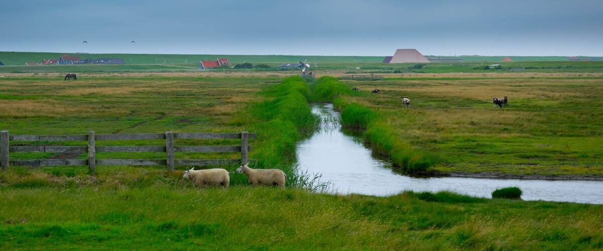 A rural landscape with a narrow water channel, a wooden fence, and grazing sheep.