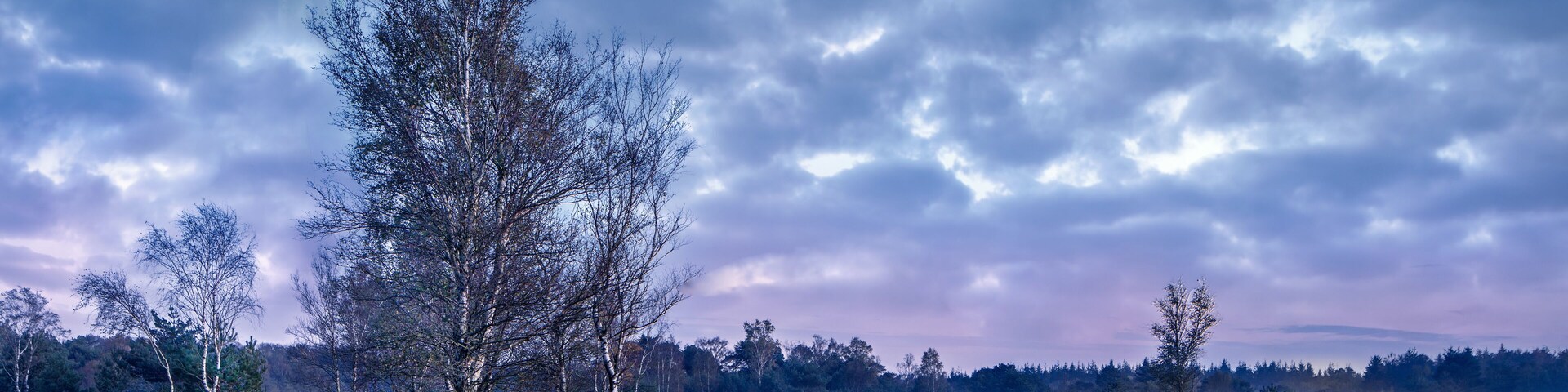 Un campo con abedules y un cielo nublado.