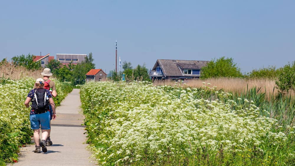 Couple hiking between wild blooming flowers across De Onlanden towards Leek and Leekstermeer near Groningen city The Netherlands