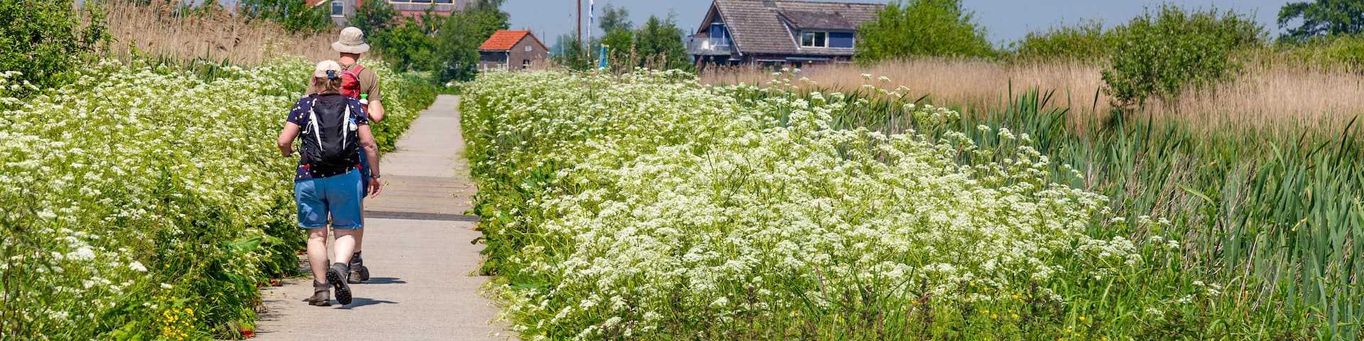 Couple hiking between wild blooming flowers across De Onlanden towards Leek and Leekstermeer near Groningen city The Netherlands