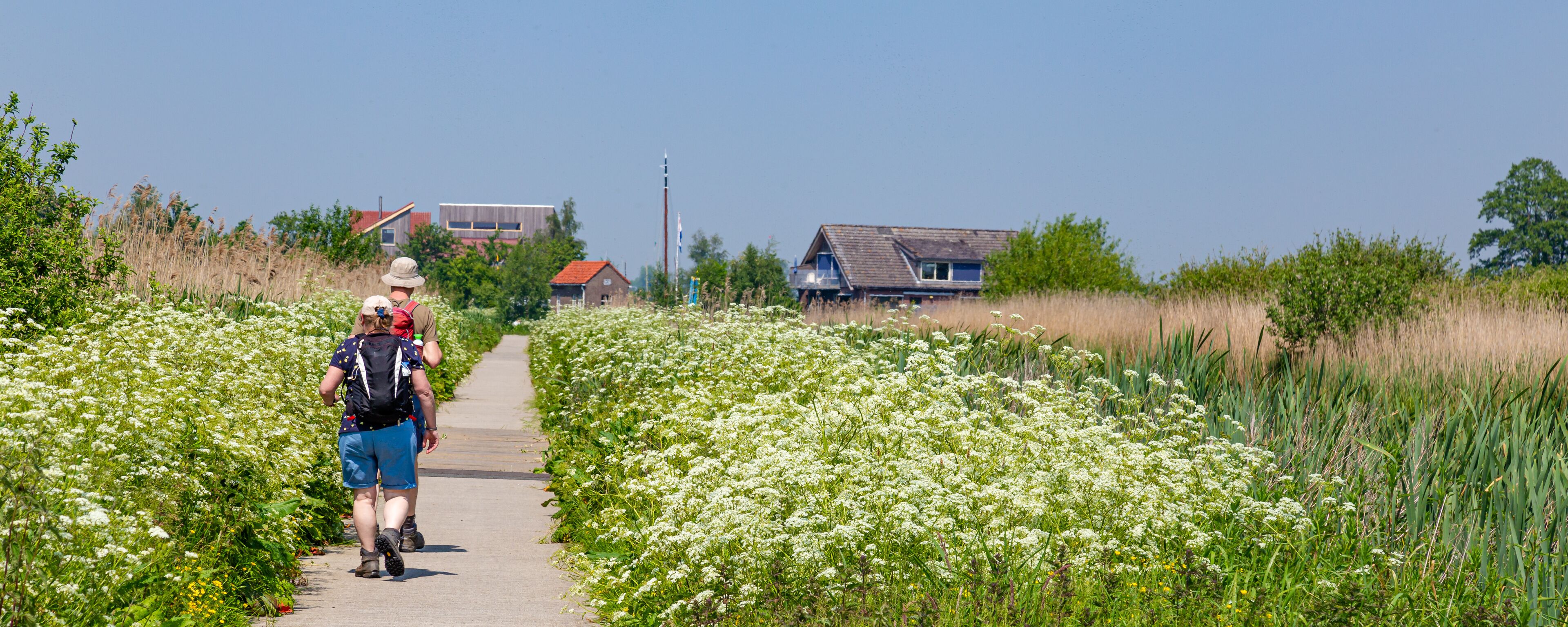 A pathway flanked by white flowers, leading to houses in a rural setting.