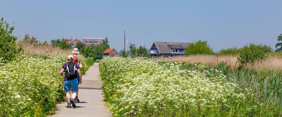 A pathway flanked by white flowers, leading to houses in a rural setting.