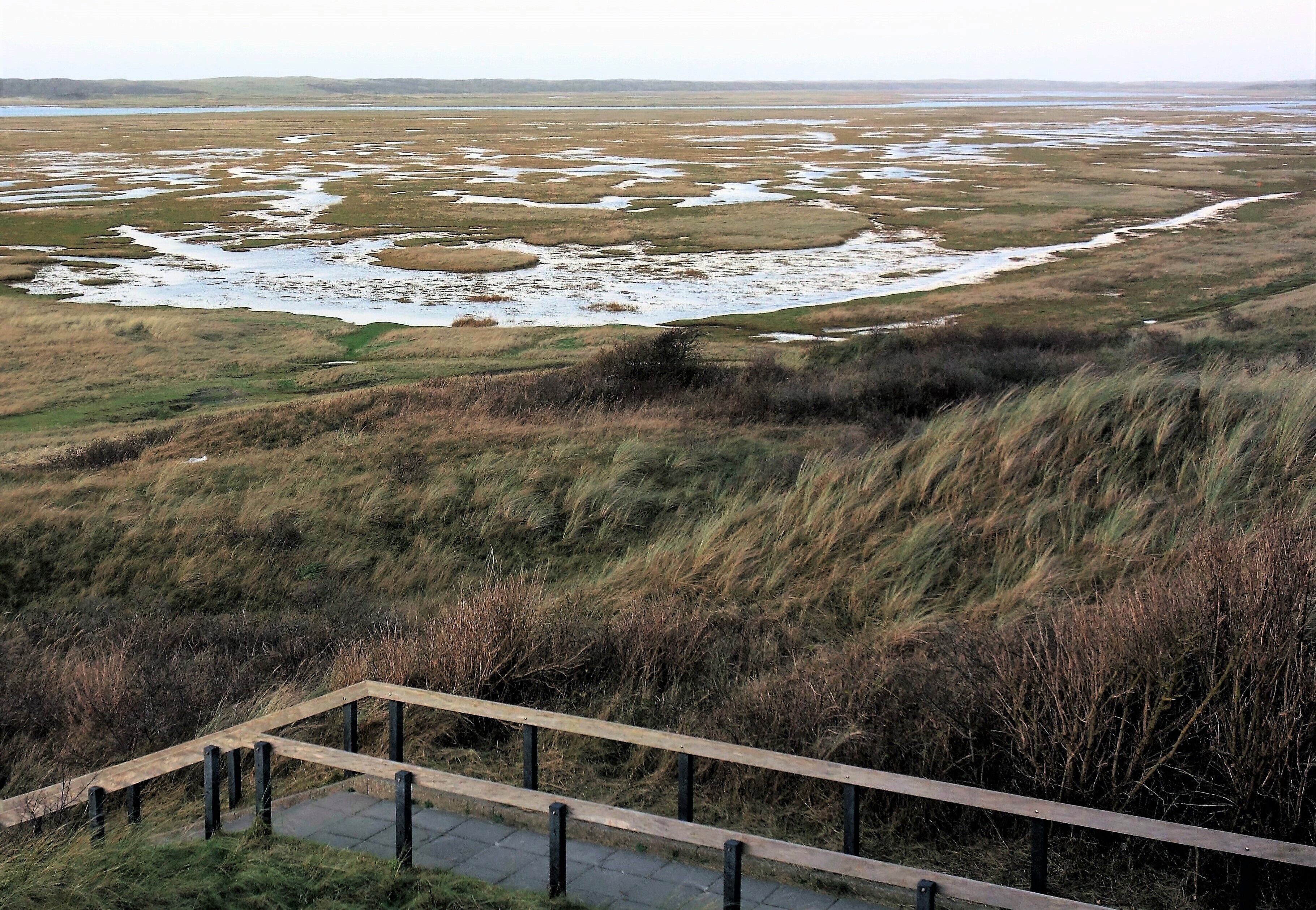 A grassy landscape with a wooden boardwalk leading to a wetland area.